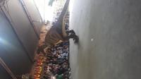 Dino Show