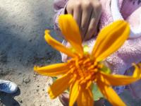Sunflower ni Moshi